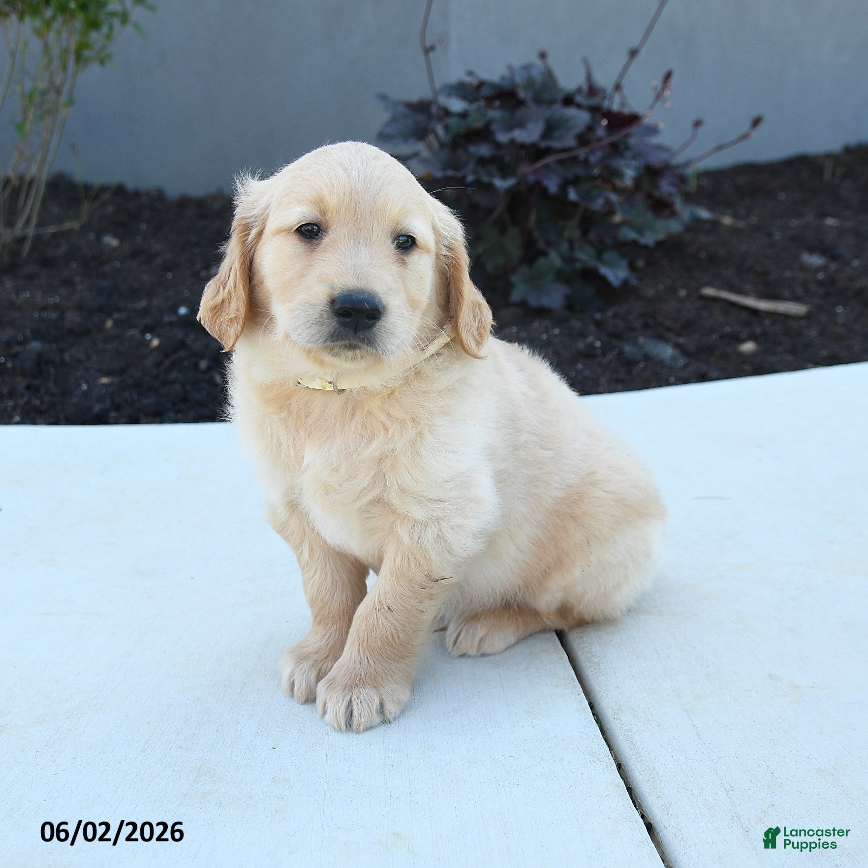 Golden Retriever dogs for sale: Wade - Ad 5