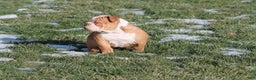 Olde English Bulldogge dogs for sale: Bluegates BOSS HOGG - Ad 2