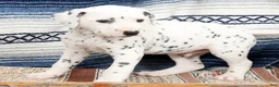 Dalmatian dogs for sale: Tyson - Ad 8