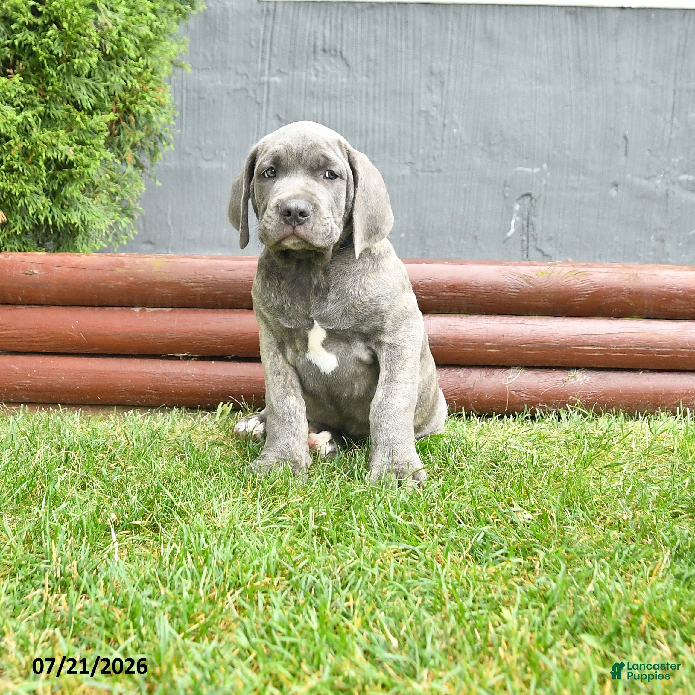 Cane Corso dogs Ringman - Ad 1