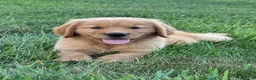 Golden Retriever dogs for sale: Cooper - Ad 4