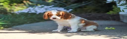 Cavalier King Charles Spaniel dogs for sale: Baxter - Ad 8