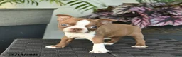 Boston Terrier dogs for sale: Willow  - Ad 5