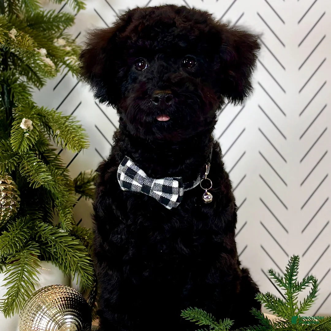 Toy Poodle dogs for sale: Smacker - Ad 8