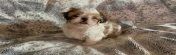 Shih Tzu dogs for sale: Shih Tzu Puppy 1 - Ad 31