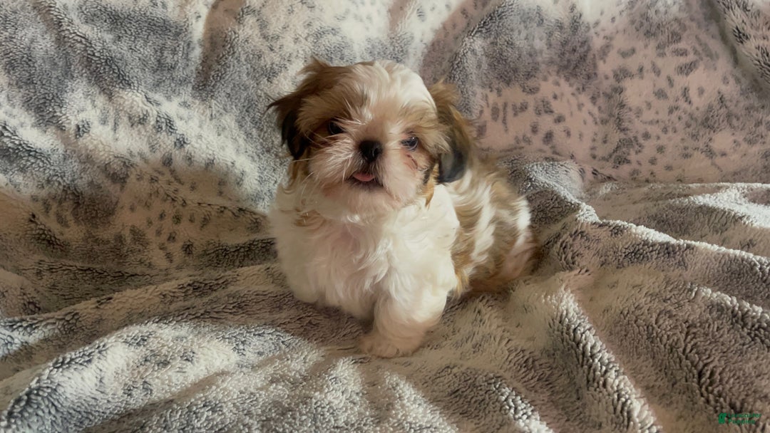 Shih Tzu dogs for sale: Shih Tzu Puppy 1 - Ad 31