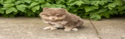 Pomeranian dogs for sale: Kota  - Ad 3