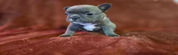 French Bulldog dogs for sale: Mable - Ad 6