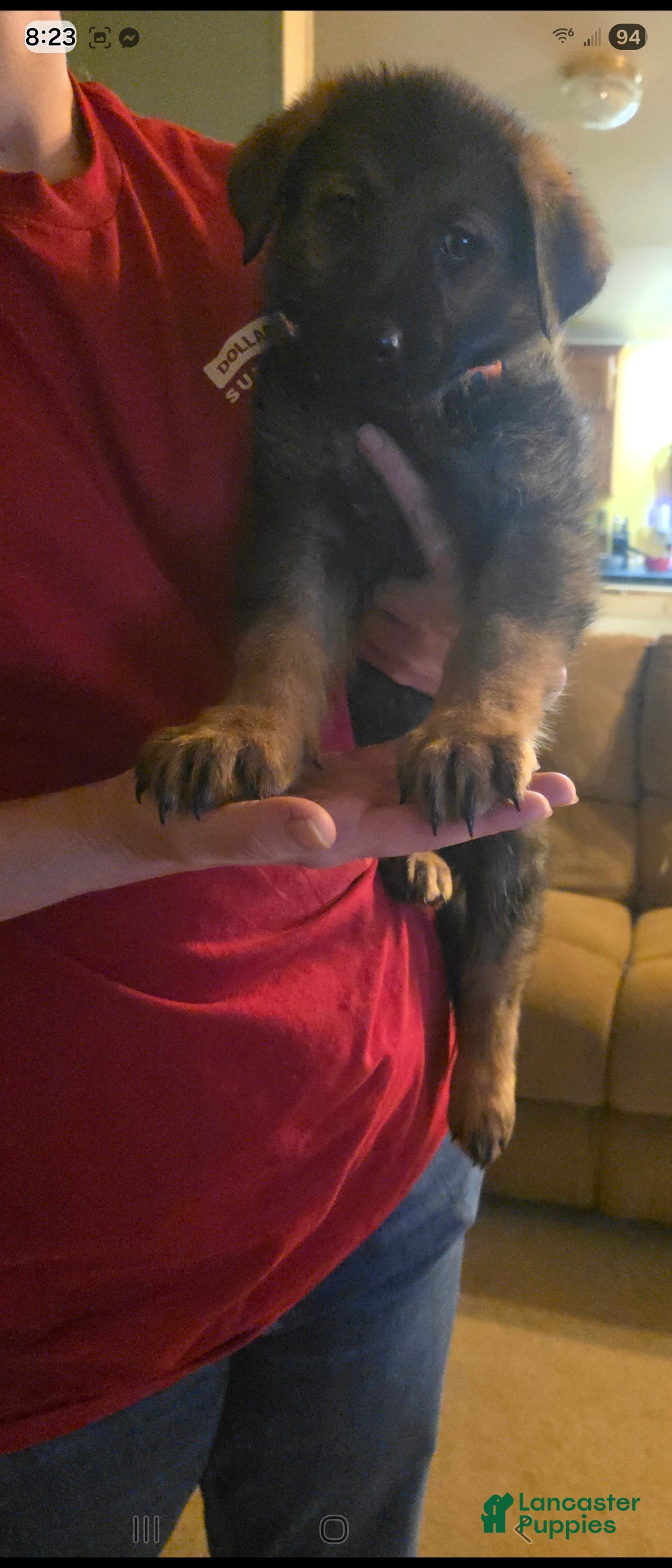 German Shepherd dogs for sale: German Shepherd Puppy 1 - Ad 2