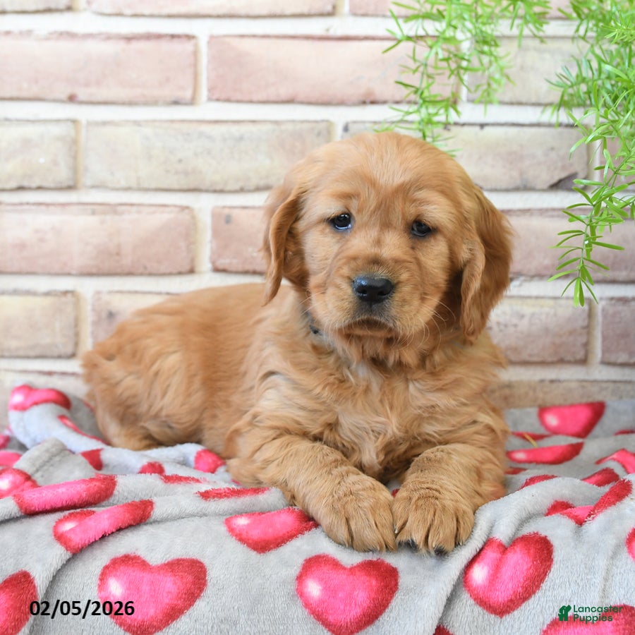Miniature Golden Retriever dogs Rose  - Ad 13