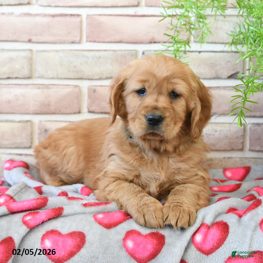 Miniature Golden Retriever dogs for sale: Rose  - Ad 1