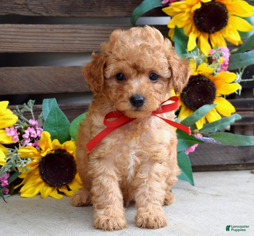 Mixed Breed dogs Parker - Ad 1