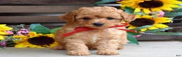 Mixed Breed dogs for sale: Parker - Ad 1
