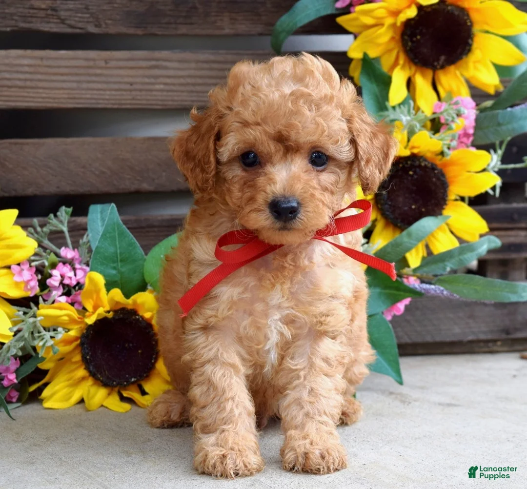 Mixed Breed dogs for sale: Parker - Ad 1