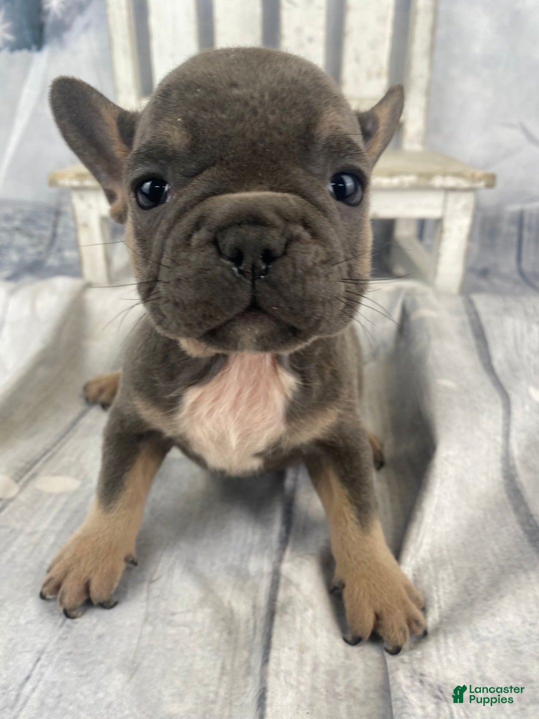 French Bulldog dogs for sale: Paisley - Ad 9