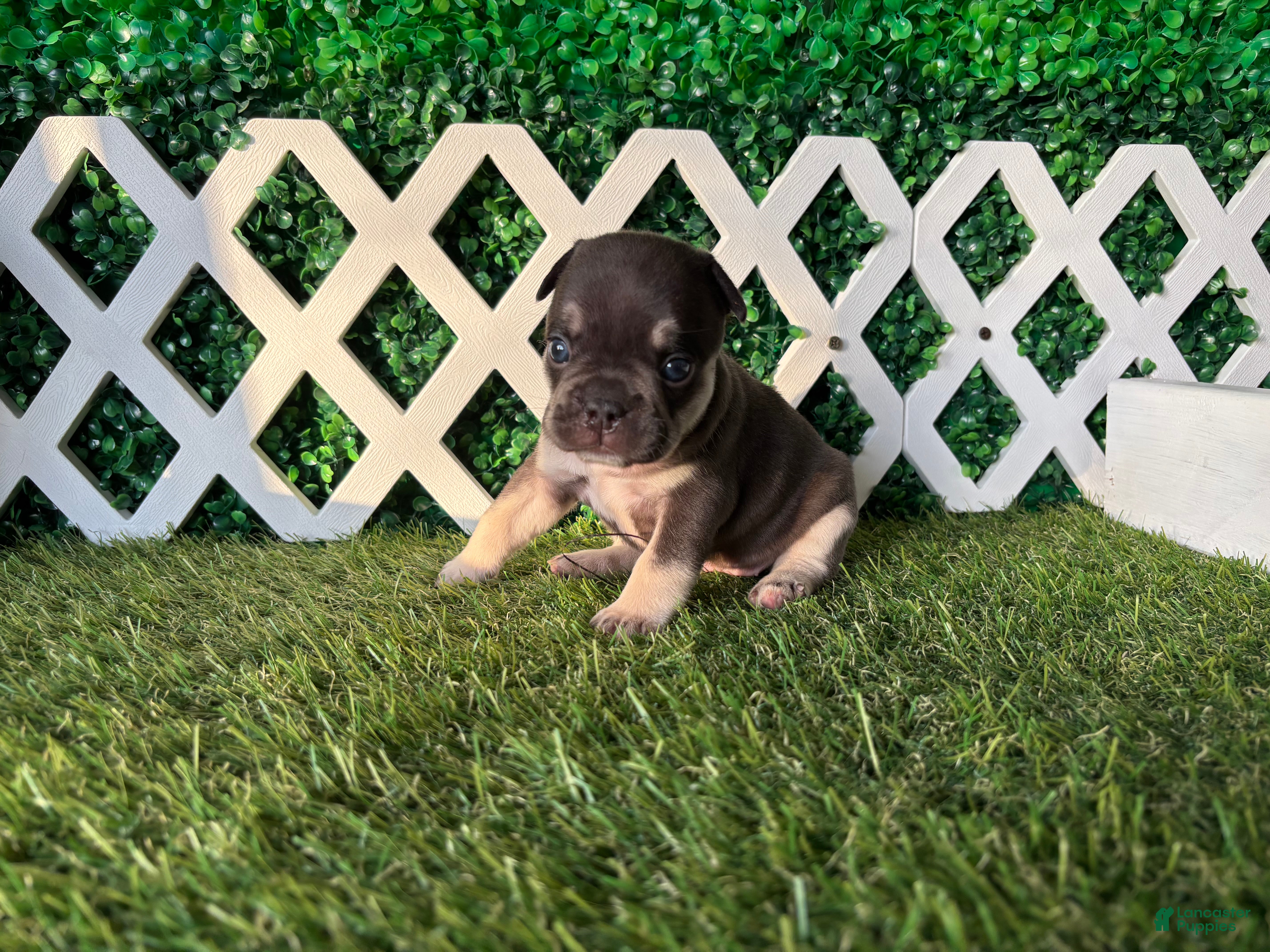 French Bulldog dogs French Bulldog 3 - Ad 2