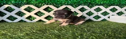French Bulldog dogs for sale: French Bulldog 3 - Ad 2