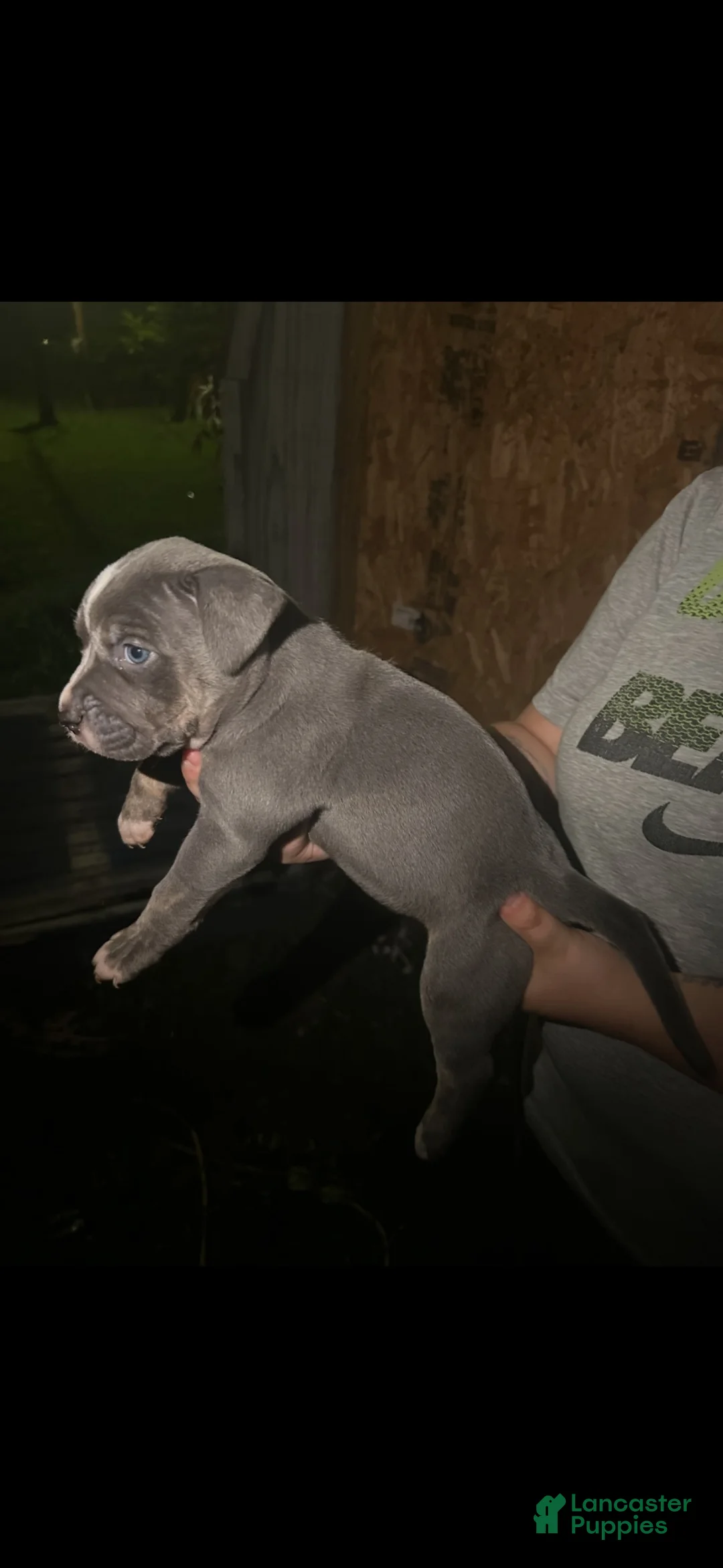 American Bully dogs for sale: American Bully 2 - Ad 6