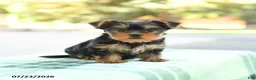 Yorkshire Terrier dogs for sale: Stella - Ad 1