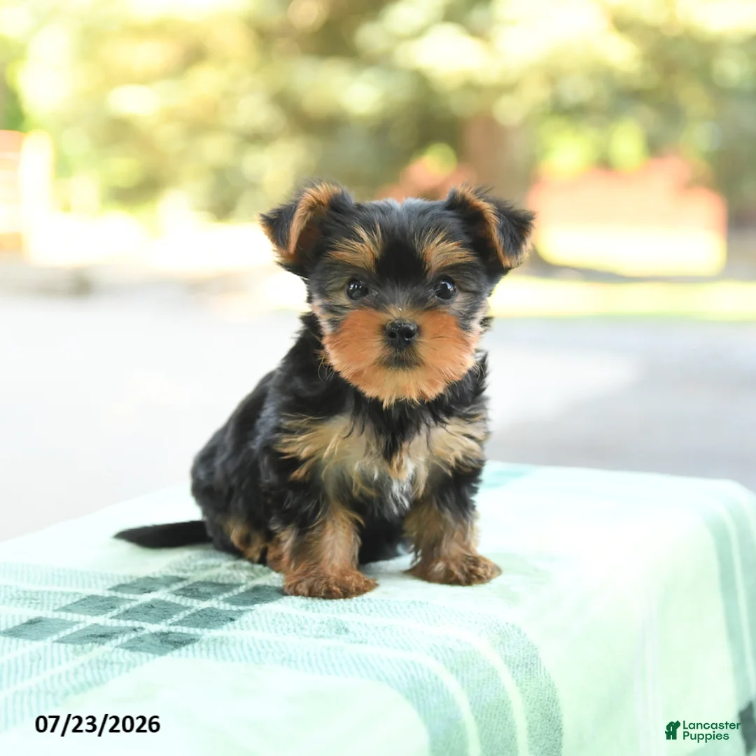 Yorkshire Terrier dogs for sale: Stella - Ad 1
