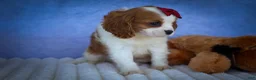 Cavalier King Charles Spaniel dogs for sale: Princeton🐶 - Ad 18