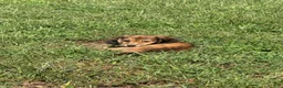 Miniature Dachshund dogs for sale: Maisy - Ad 13
