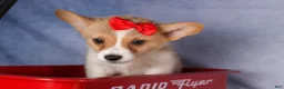 Welsh Corgi Pembroke dogs for sale: Conner  - Ad 7