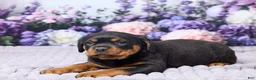 Rottweiler dogs for sale: Jordan - Ad 4