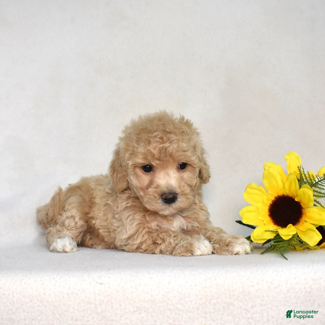 Bichpoo dogs for sale: Granola  - Ad 2