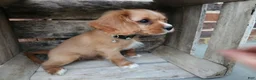 Cavalier King Charles Spaniel dogs for sale: KitKat - Ad 3