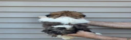 Shih Tzu dogs for sale: Jack  - Ad 4