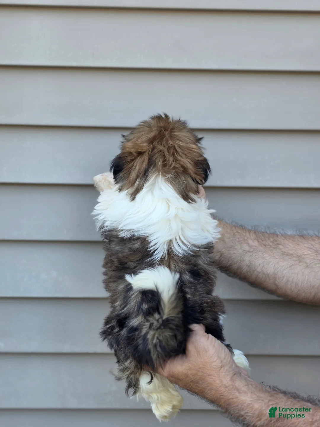 Shih Tzu dogs for sale: Jack  - Ad 4