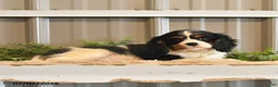 Cavalier King Charles Spaniel dogs for sale: Kami - Ad 9
