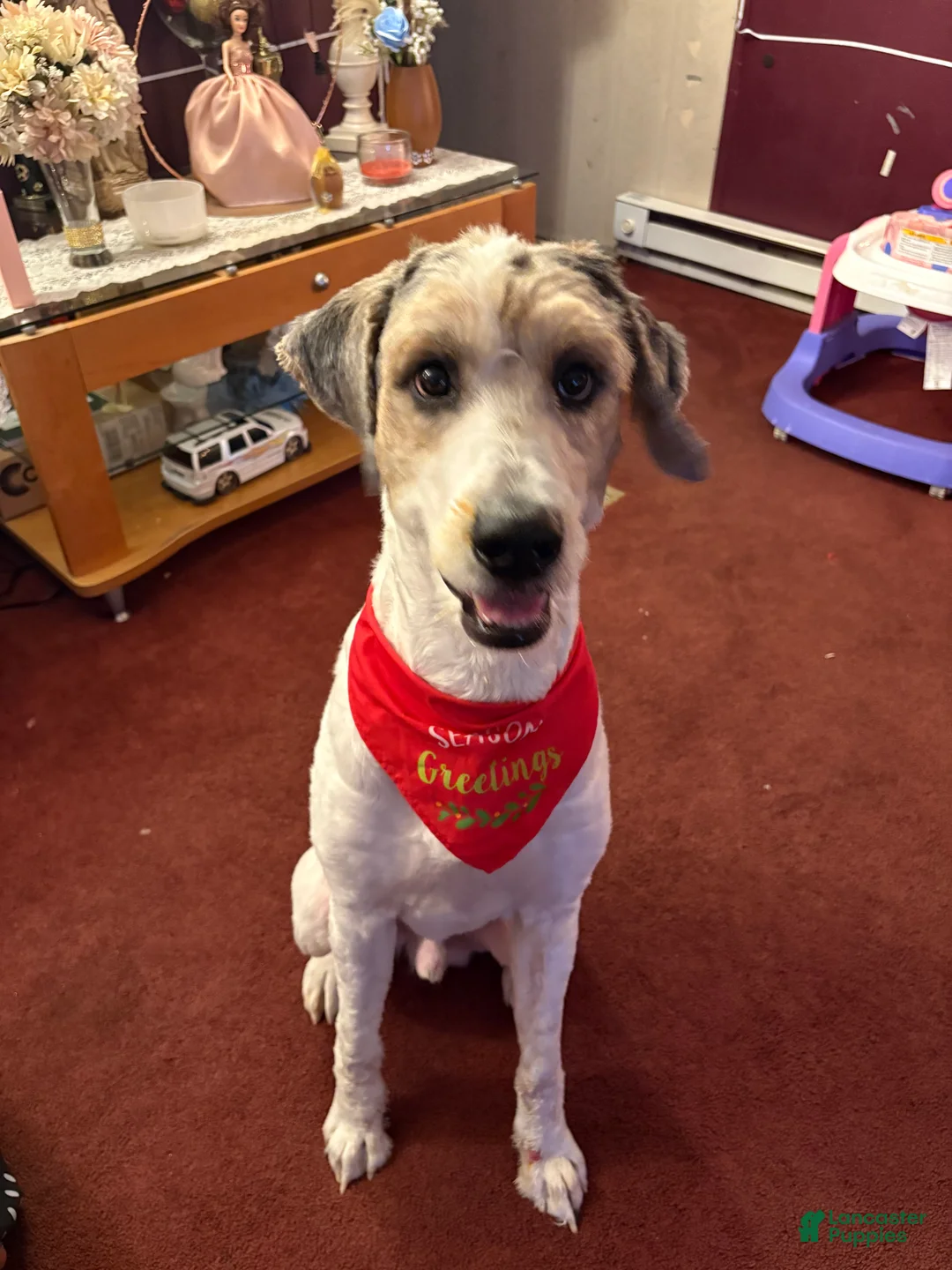 Bernedoodle dogs for sale: Micah P - Ad 3