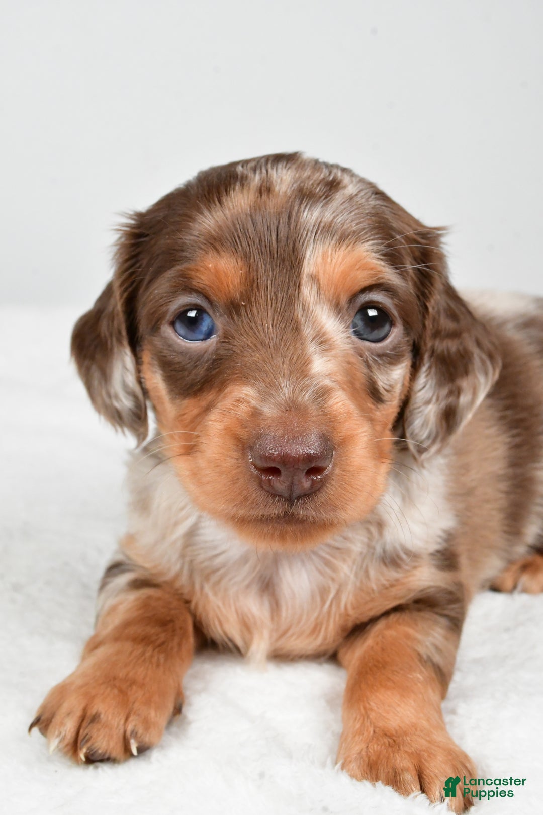 Miniature Dachshund dogs for sale: Casey  - Ad 5