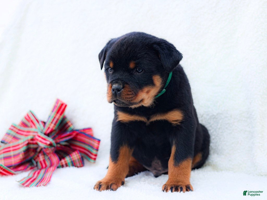 Rottweiler dogs Thor - Ad 2