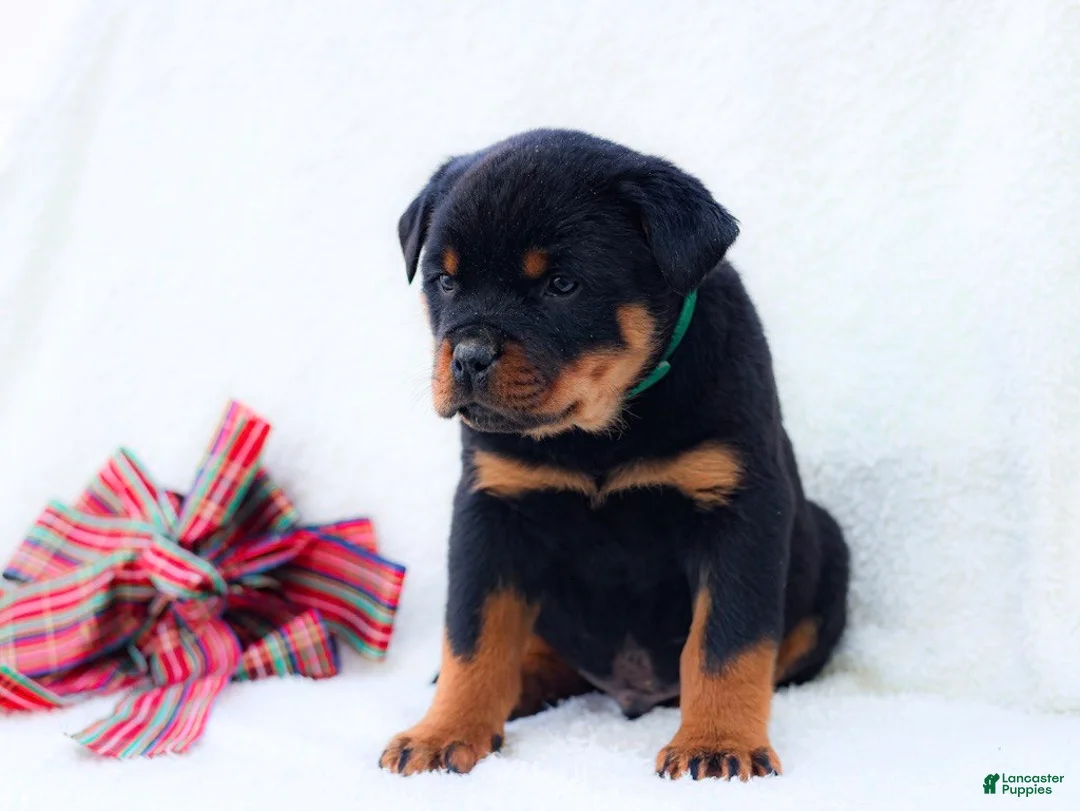 Rottweiler dogs for sale: Thor - Ad 2