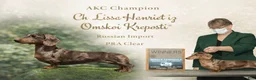Miniature Dachshund dogs for sale: Champion Harriet Boy AKC Russian  - Ad 8