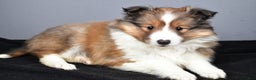 Shetland Sheepdog dogs for sale: Tracy - Ad 5