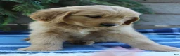 Golden Retriever dogs for sale: Benny - Ad 7