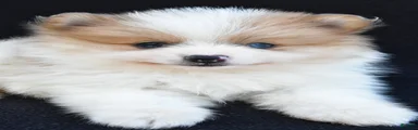 Oscar