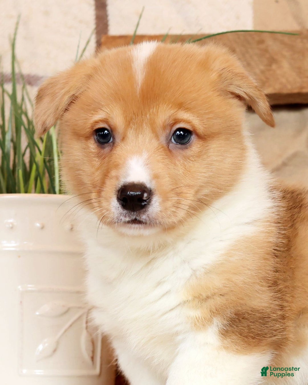 Welsh Corgi Pembroke dogs for sale: Conner - Ad 9