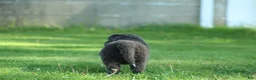 Newfoundland dogs for sale: Molly - Ad 5
