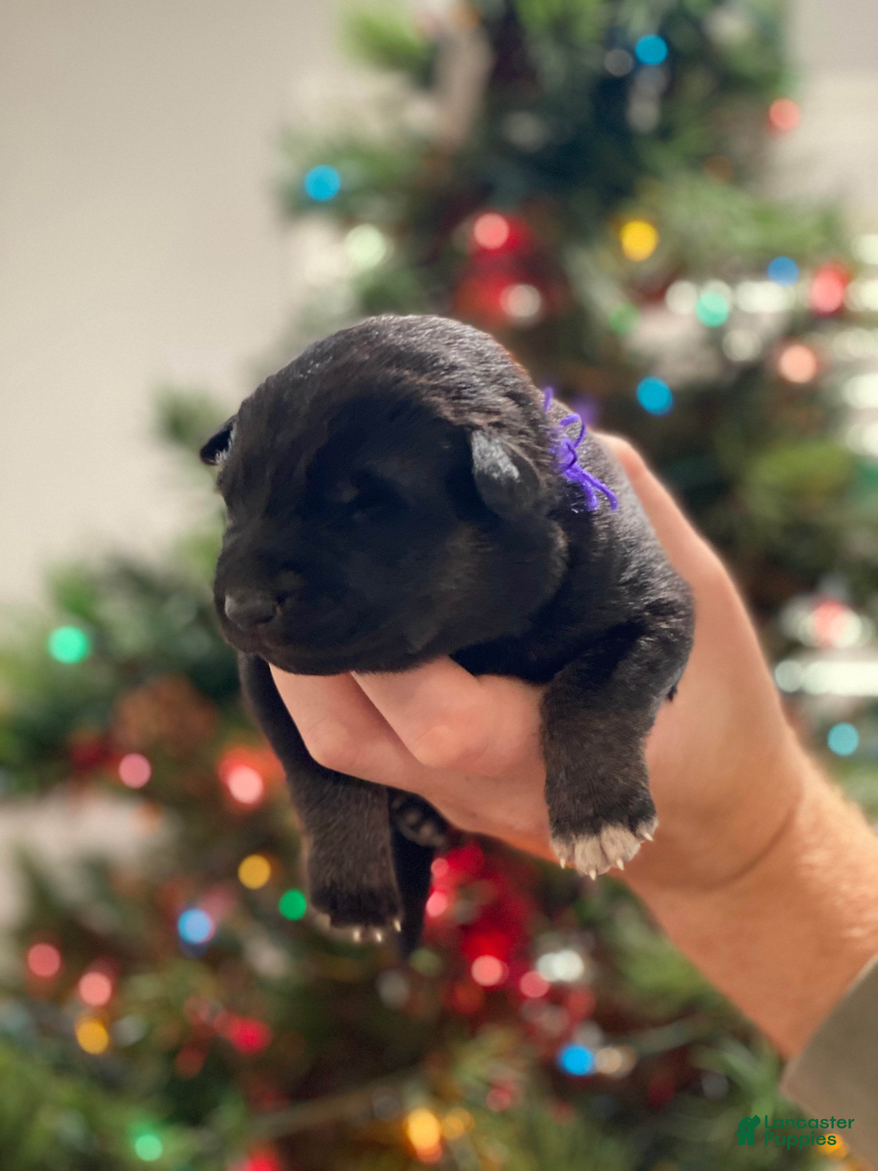 German Shepherd dogs German Shepherd Puppy 8 - Ad 16