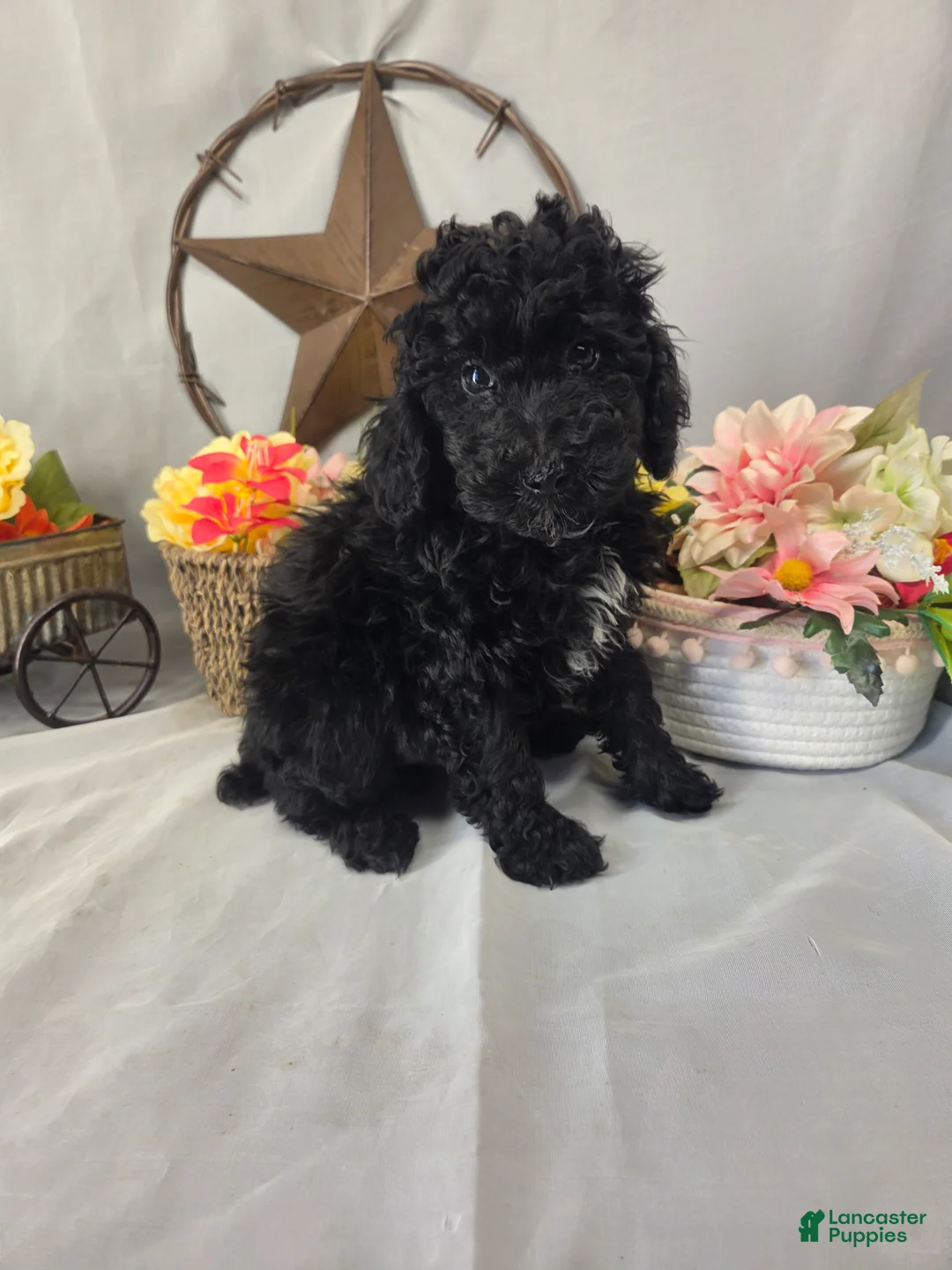 Miniature Poodle dogs for sale: Dax - Ad 1