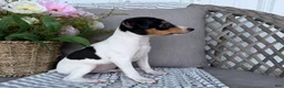 Toy Fox Terrier dogs for sale: Tommy - Ad 4