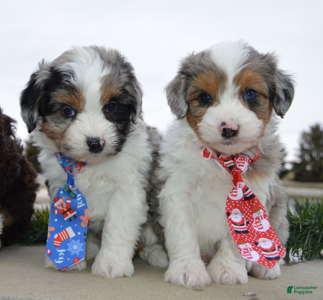 Mini Aussiedoodle dogs for sale: Toy Angel - Ad 24
