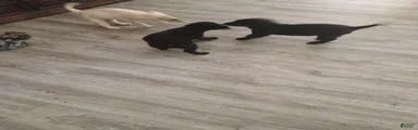 Labrador Retriever 2