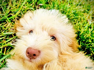 Havapoo dogs Ranger - Ad 17