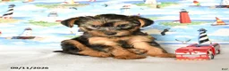 Yorkshire Terrier dogs for sale: Yoyo - Ad 4
